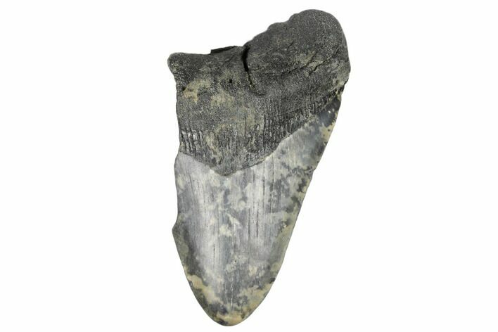 4" Partial, Fossil Megalodon Tooth - South Carolina